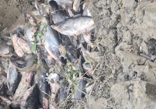 चिसोका कारण पश्चिम नवलपरासीमा माछा मर्न थाले