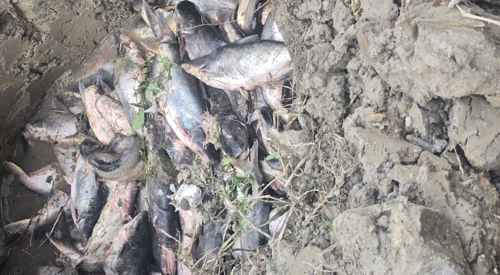 चिसोका कारण पश्चिम नवलपरासीमा माछा मर्न थाले