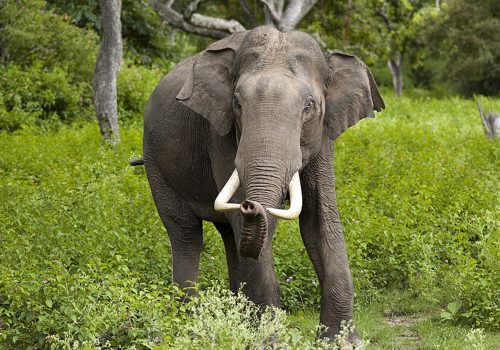 जङ्गली हात्ती गाउँमा पस्दा तीन घरमा क्षति
