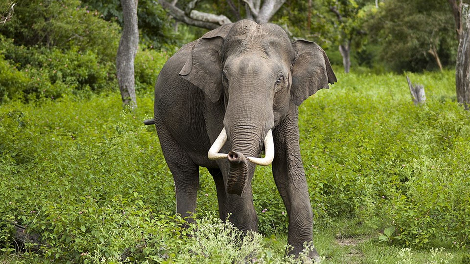जङ्गली हात्ती गाउँमा पस्दा तीन घरमा क्षति