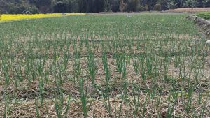 रुपामा एक लाख ७५ हजार किलो लसुन र प्याज उत्पादन गर्ने लक्ष्य