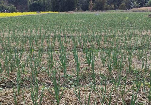 रुपामा एक लाख ७५ हजार किलो लसुन र प्याज उत्पादन गर्ने लक्ष्य