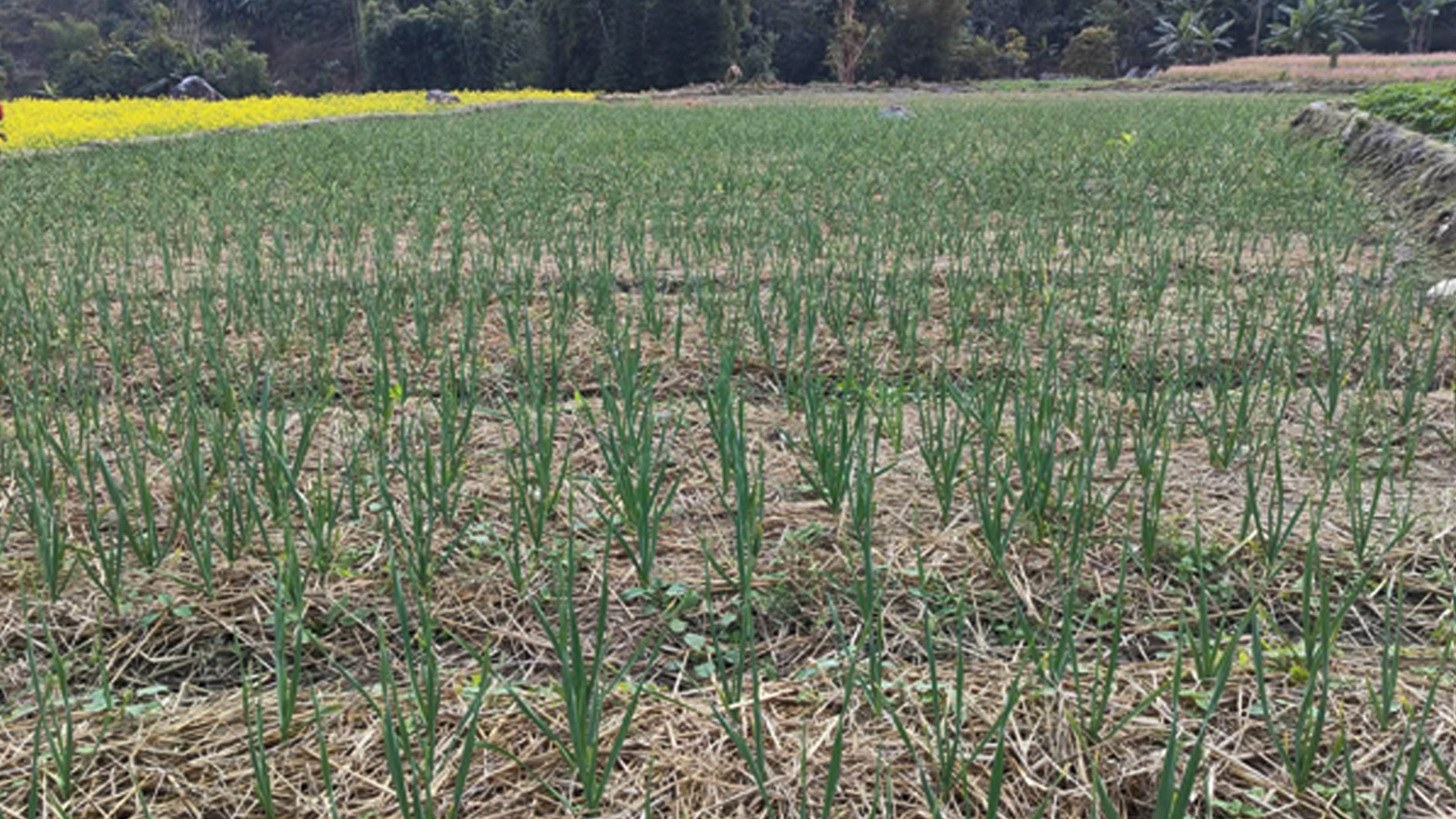 रुपामा एक लाख ७५ हजार किलो लसुन र प्याज उत्पादन गर्ने लक्ष्य