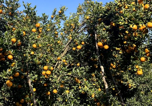 गोरखामा सुन्तला उत्पादन १५ प्रतिशत बढ्यो