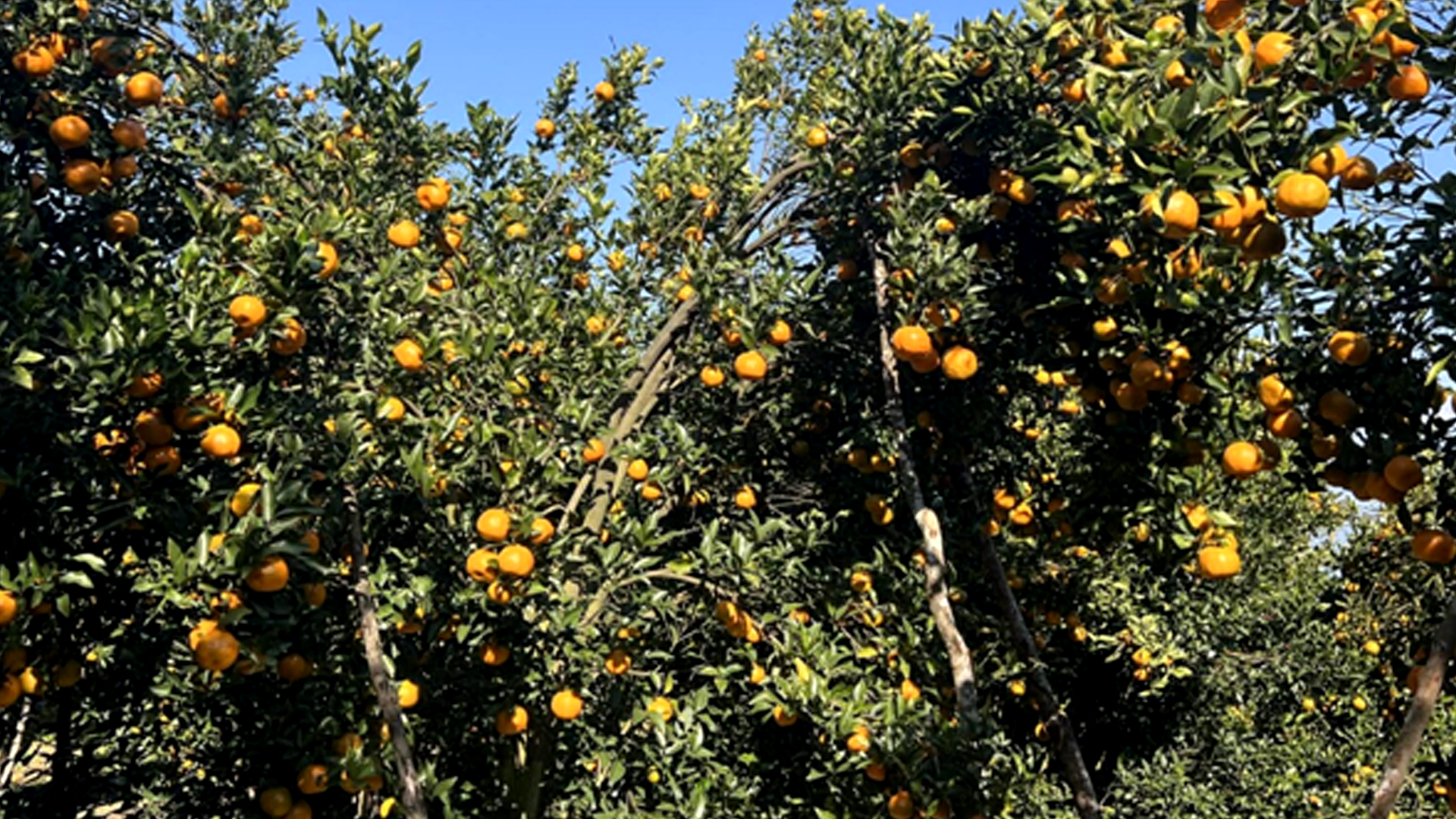 गोरखामा सुन्तला उत्पादन १५ प्रतिशत बढ्यो