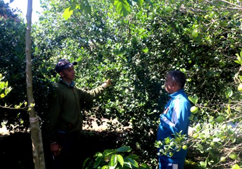 बहुवर्षीय खेती प्रणालीतर्फ आकर्षित हुँदै पौवादुङका किसान