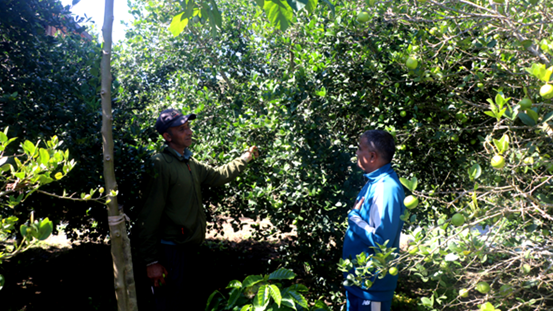 बहुवर्षीय खेती प्रणालीतर्फ आकर्षित हुँदै पौवादुङका किसान