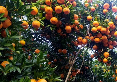 यस वर्ष पर्वतबाट ३२ करोडको सुन्तला निर्यात