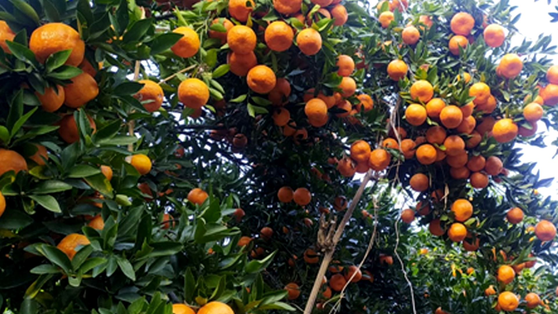 यस वर्ष पर्वतबाट ३२ करोडको सुन्तला निर्यात