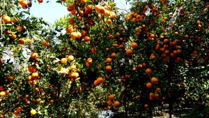 अन्यत्र निख्रिएपछि सुन्तला टिप्न थालेका बाँसखर्कका किसानले दोब्बर मूल्य पारे