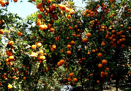 अन्यत्र निख्रिएपछि सुन्तला टिप्न थालेका बाँसखर्कका किसानले दोब्बर मूल्य पारे