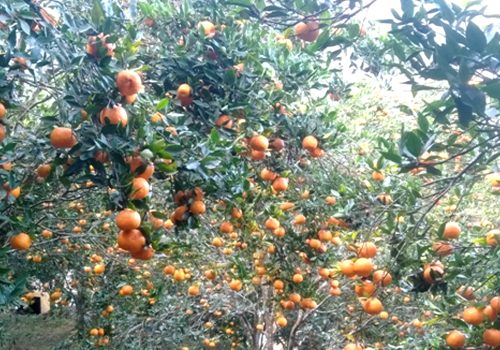 दश करोड बढीमा बिक्री भए भीरकोटका सुन्तला