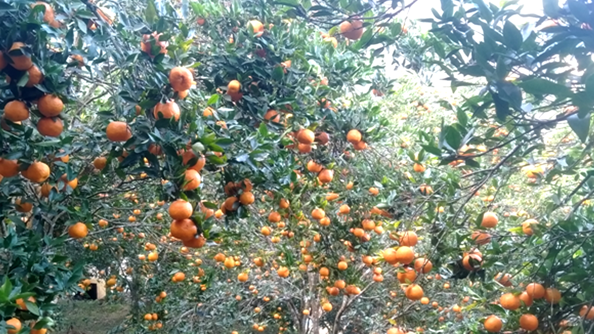 दश करोड बढीमा बिक्री भए भीरकोटका सुन्तला