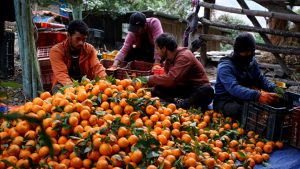 किसानले माघ लागेपछि बल्ल सुन्तला टिप्न थाले