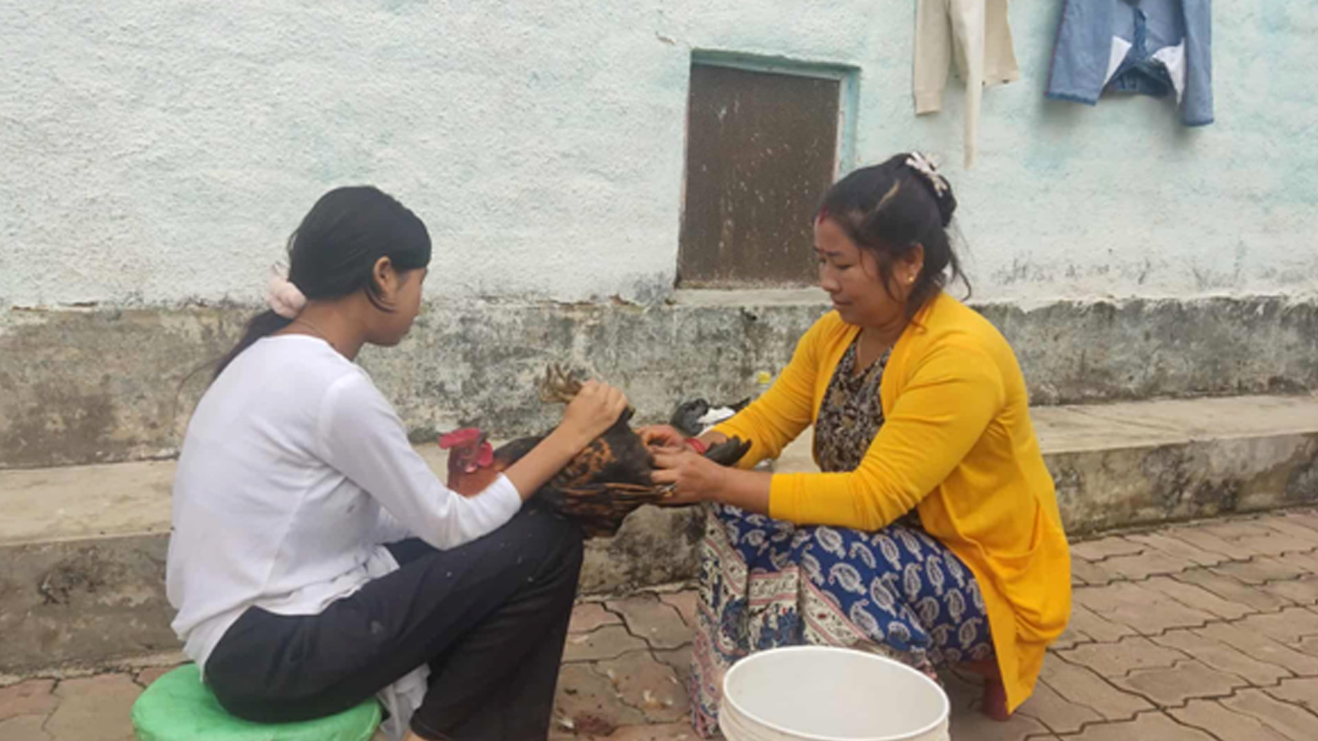 कुखुराको भालेलाई ‘अप्रेसन’ गरेर बधिया बनाइँदै