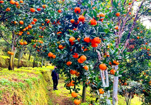बागलुङमा झण्डै २७ करोडको सुन्तला उत्पादन