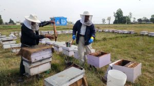 बाँकेमा चिसोले मर्न थाले मौरी