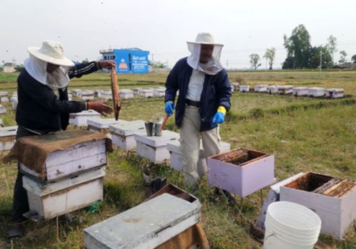 बाँकेमा चिसोले मर्न थाले मौरी