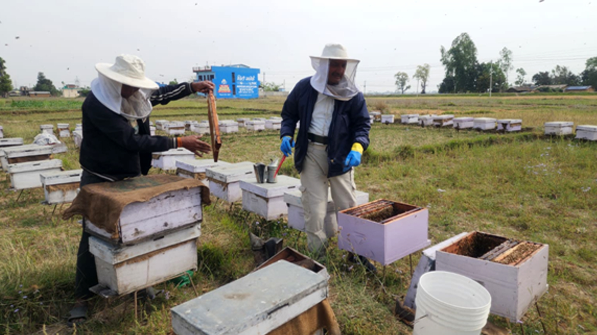 बाँकेमा चिसोले मर्न थाले मौरी