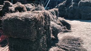 चिराइतोको मूल्यमा गिरावट आउँदा भोजपुरका किसान चिन्तित