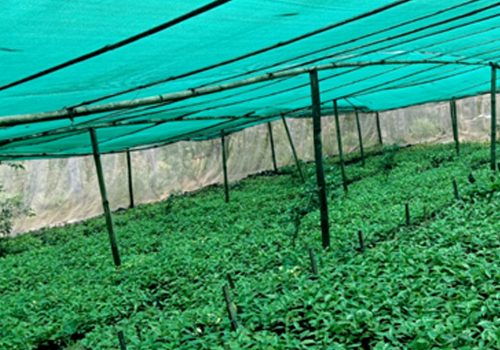 षडानन्दमा ‘गरिबी निवारणका लागि प्राङ्गारिक कफीखेती कार्यक्रम’