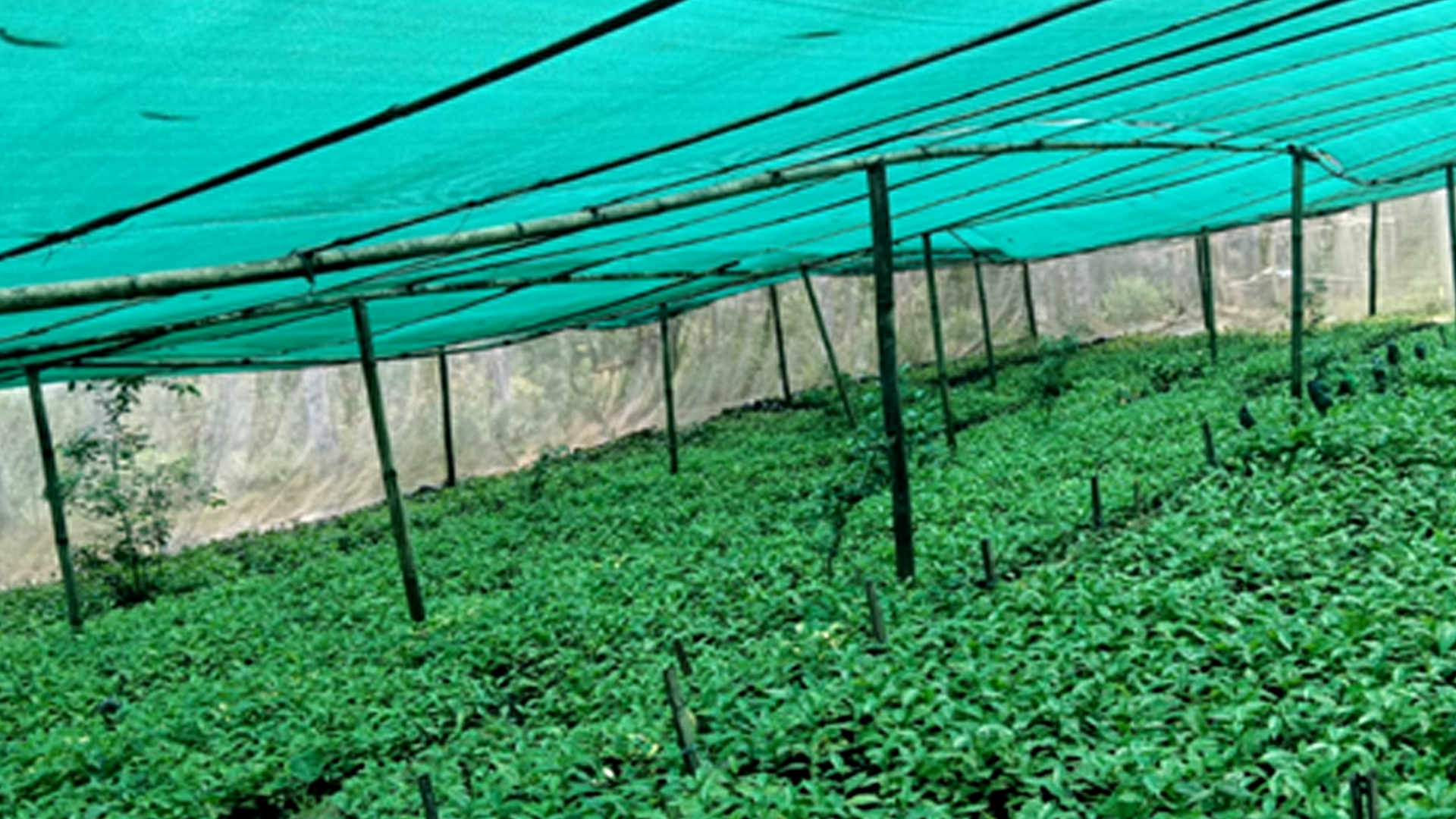 षडानन्दमा ‘गरिबी निवारणका लागि प्राङ्गारिक कफीखेती कार्यक्रम’