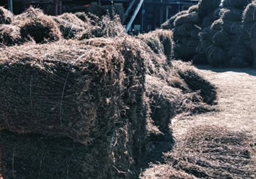 चिराइतोको मूल्यमा गिरावट आउँदा भोजपुरका किसान चिन्तित