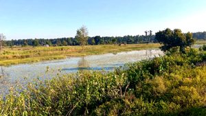 Untitled-3 copy बाइस बिघाको गडबिजुला ताल पाँच बिघामा खुम्चियो