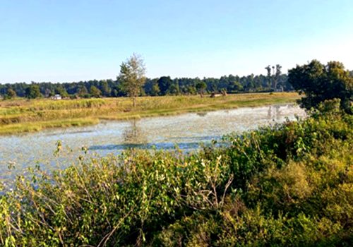 बाइस बिघाको गडबिजुला ताल पाँच बिघामा खुम्चियो