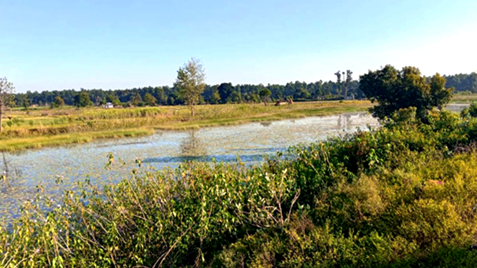 बाइस बिघाको गडबिजुला ताल पाँच बिघामा खुम्चियो