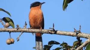 गुल्मीमा चरा प्रजातिको सङ्ख्या ३५५ पुग्यो