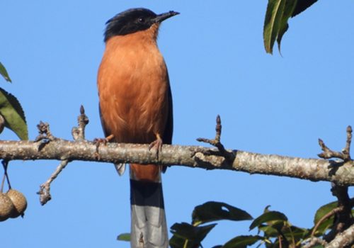 गुल्मीमा चरा प्रजातिको सङ्ख्या ३५५ पुग्यो
