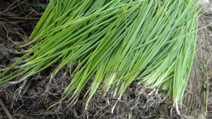 प्याजको बिरुवा बेचेर एक लाख बढी आम्दानी