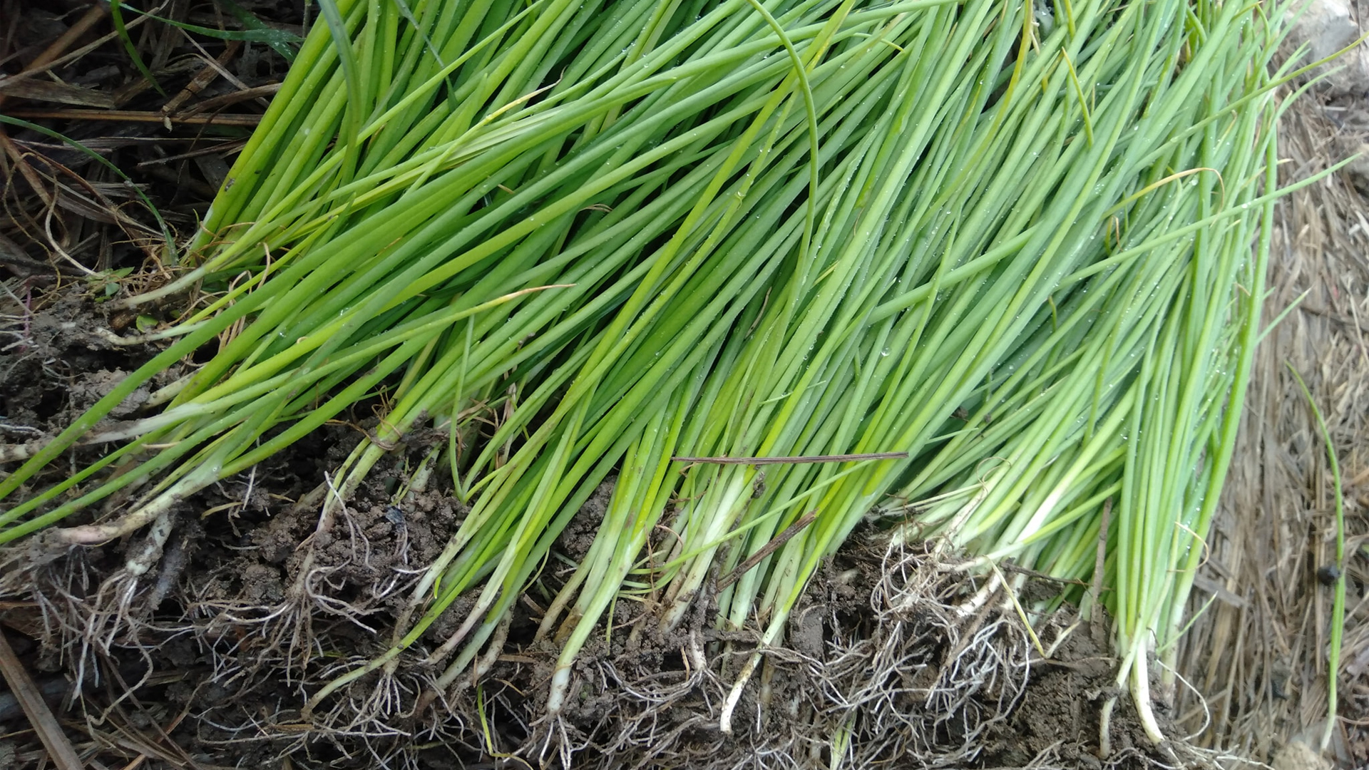 प्याजको बिरुवा बेचेर एक लाख बढी आम्दानी