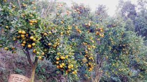 स्याङ्जामा यस वर्ष एक अर्ब ३२ करोडको सुन्तला उत्पादन