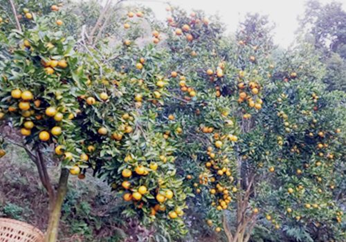 स्याङ्जामा यस वर्ष एक अर्ब ३२ करोडको सुन्तला उत्पादन