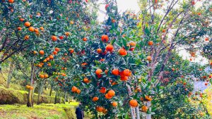 suntala kheti बागलुङमा झण्डै २७ करोडको सुन्तला उत्पादन