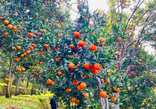 बागलुङमा झण्डै २७ करोडको सुन्तला उत्पादन