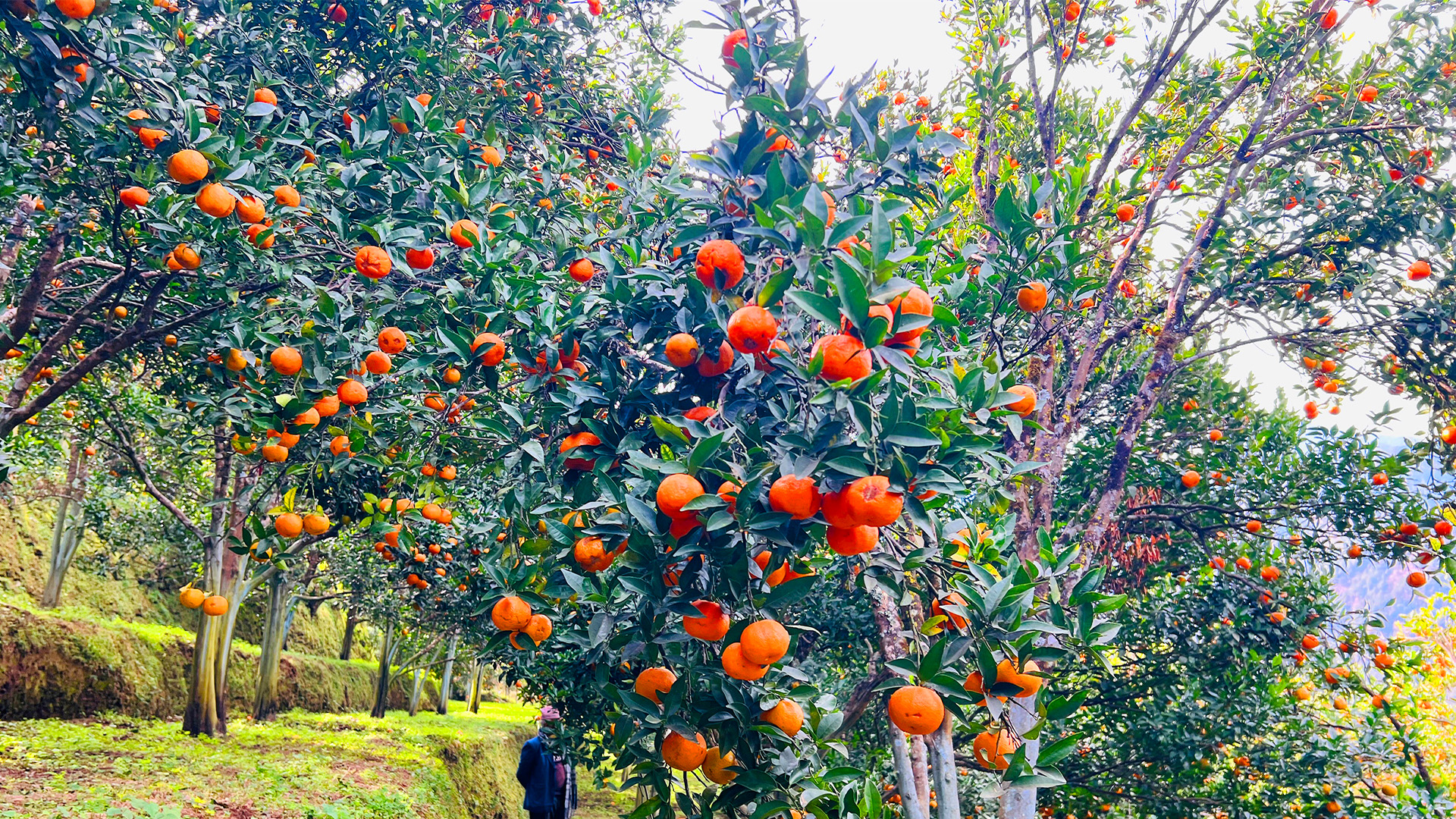 बागलुङमा झण्डै २७ करोडको सुन्तला उत्पादन