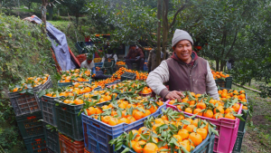 म्याग्दीको दोसल्लेबाट यसवर्ष दुई करोड मूल्य बराबरको सुन्तला बिक्री