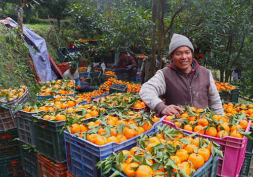 म्याग्दीको दोसल्लेबाट यसवर्ष दुई करोड मूल्य बराबरको सुन्तला बिक्री