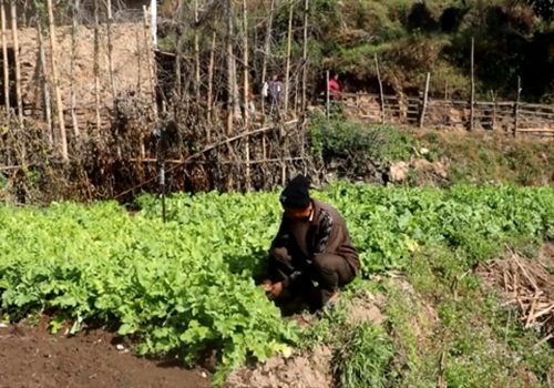 सिँचाइका लागि पोखरी निर्माण भएपछि किसान व्यावसायिक तरकारीखेतीतर्फ आकर्षित