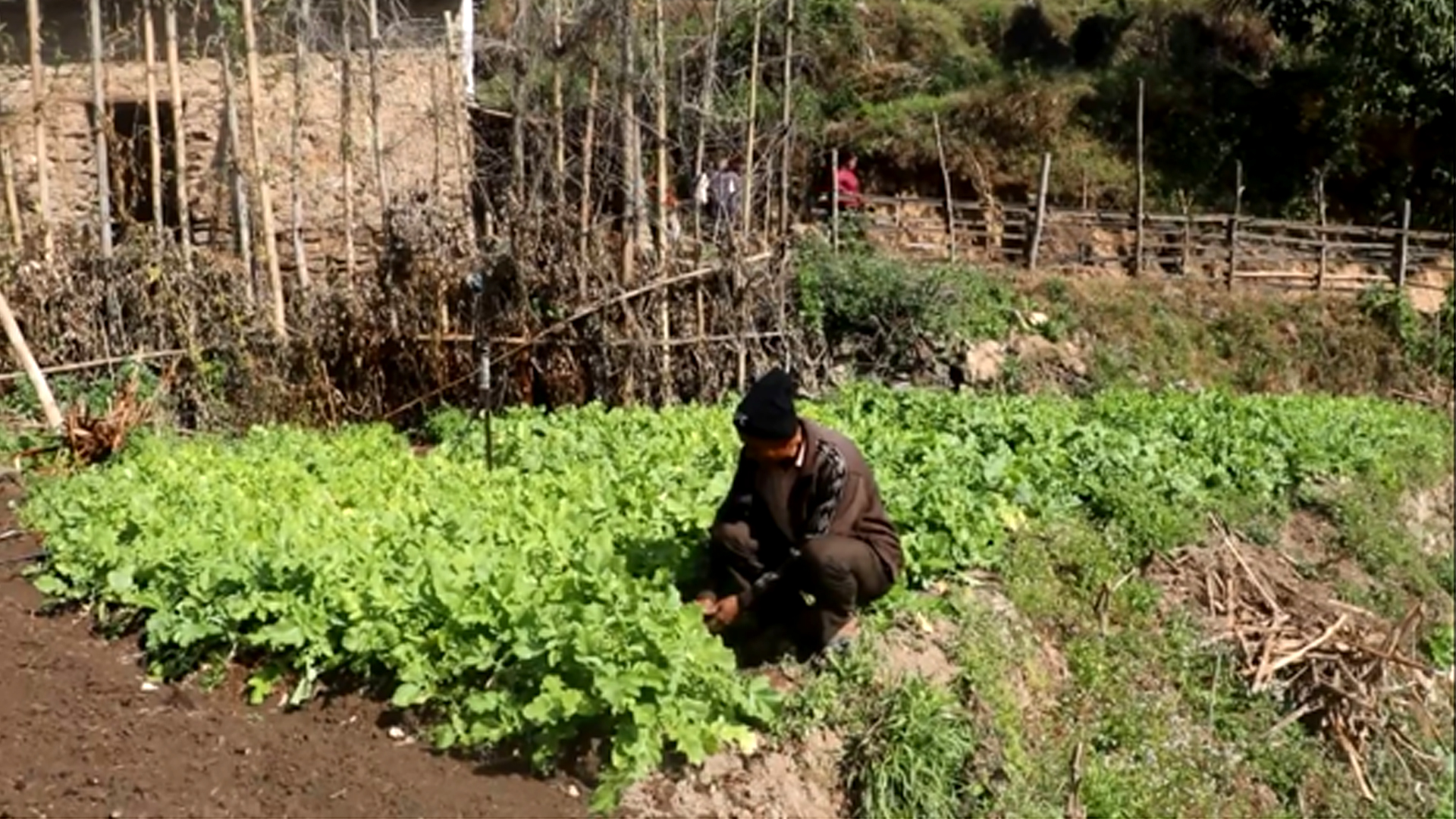 सिँचाइका लागि पोखरी निर्माण भएपछि किसान व्यावसायिक तरकारीखेतीतर्फ आकर्षित