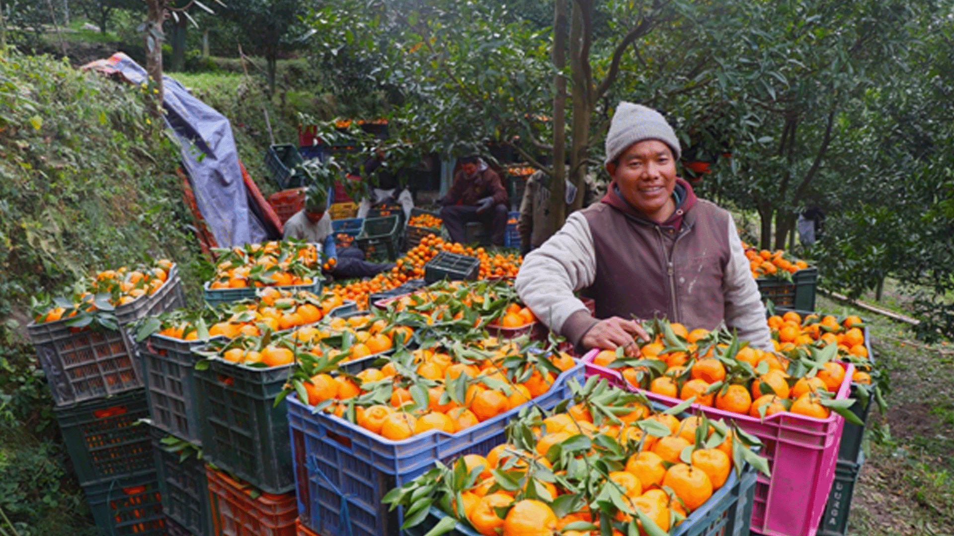 म्याग्दीको दोसल्लेबाट यसवर्ष दुई करोड मूल्य बराबरको सुन्तला बिक्री