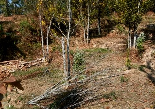 सुन्तलाका बोट सुक्दै गएपछि भोजपुरका किसान समस्यामा