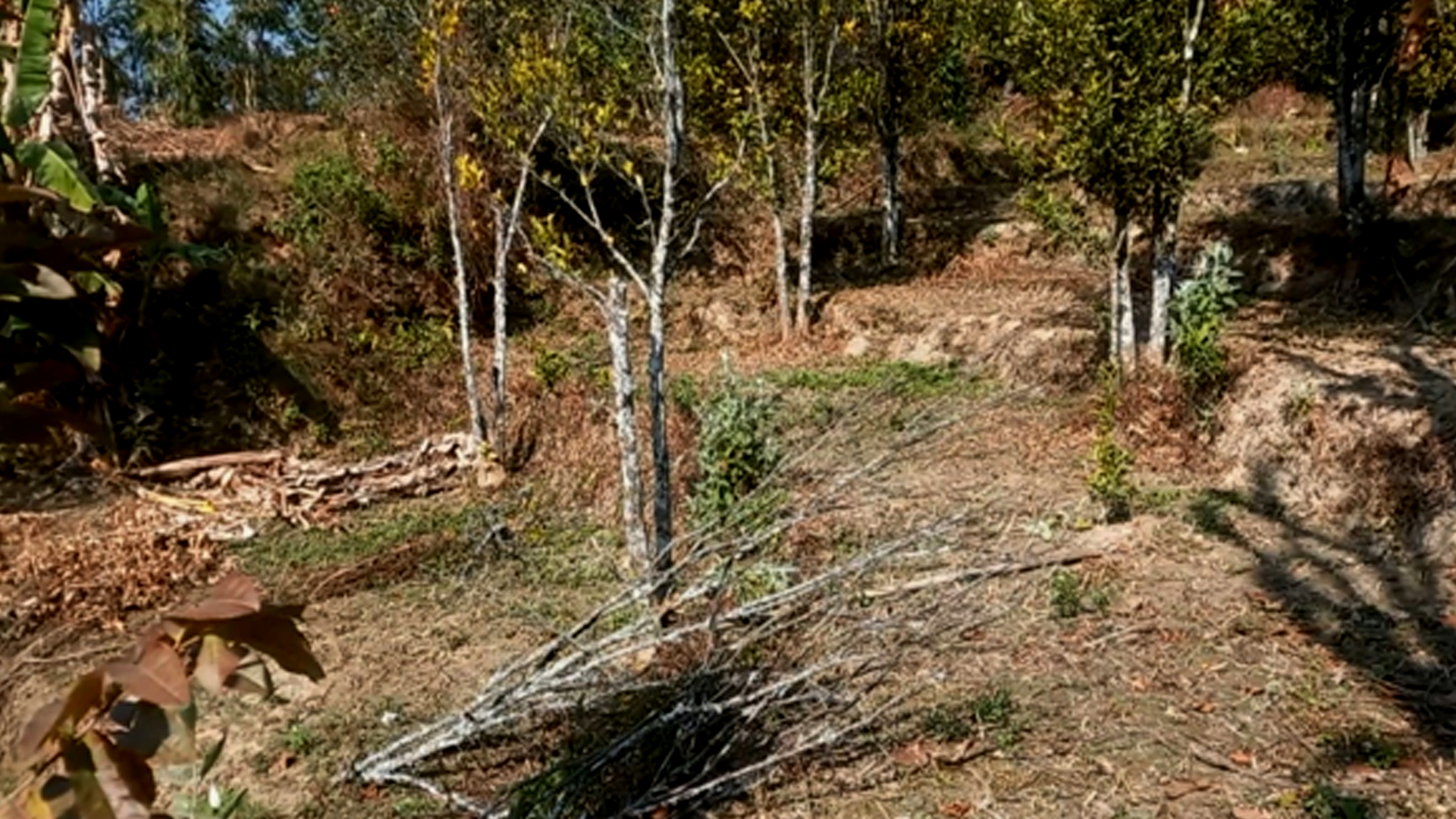 सुन्तलाका बोट सुक्दै गएपछि भोजपुरका किसान समस्यामा