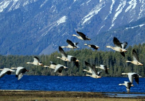 अतिक्रमण र प्रदुषणले सङ्कटमा सिमसार