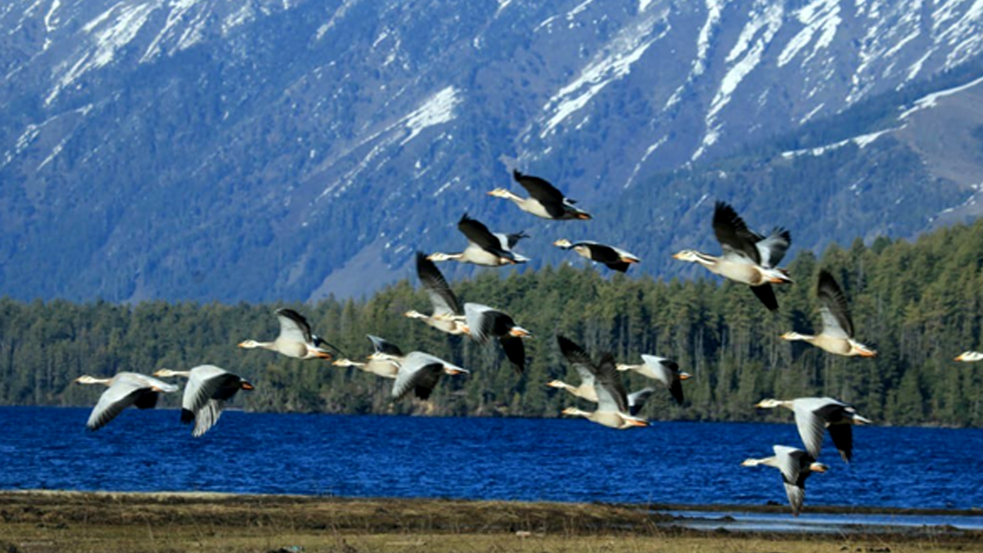 अतिक्रमण र प्रदुषणले सङ्कटमा सिमसार